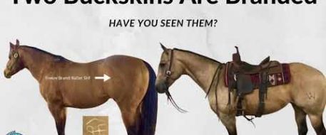 Missing and Stolen Buckskins Need Your Help