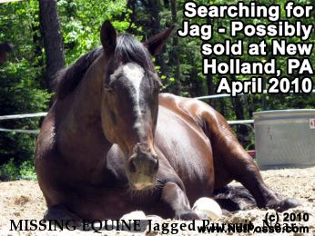 MISSING EQUINE Jagged Pursuit, Near     , NH, 00000