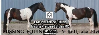 MISSING EQUINE Rock N Roll, aka Elvis Near Grubville, MO, 63041