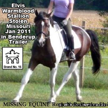 MISSING EQUINE Rock N Roll, aka Elvis Near Grubville, MO, 63041