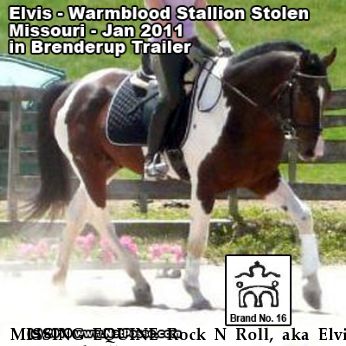 MISSING EQUINE Rock N Roll, aka Elvis Near Grubville, MO, 63041