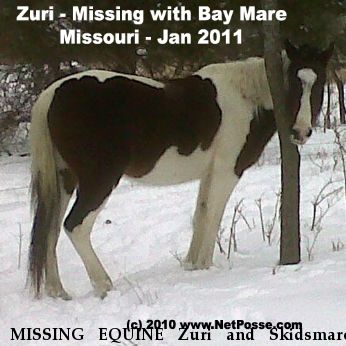 MISSING EQUINE Zuri and Skidsmare, Near Lee's Summit, MO, 64063