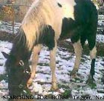 SEARCHING FOR HORSE Trigger, Near Monterey, IN, 46960