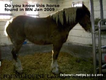 FOUND EQUINE Unknown Sorrel Belgian, Near Lewiston, MN, 55903