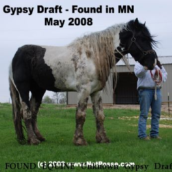 FOUND EQUINE Unknown Gypsy Draft, Near unknown, MN, 00000