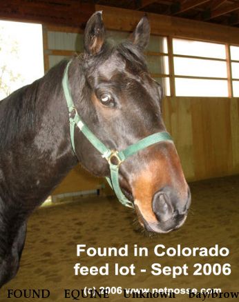 FOUND EQUINE Unknown bay/brown gelding, Near Fort Collins, CO, 00000