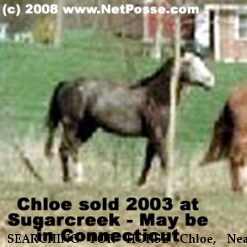 SEARCHING FOR HORSE Chloe, Near Sugarcreek, OH, 00000