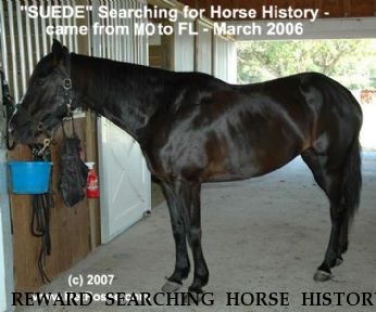 REWARD SEARCHING HORSE HISTORY Suede, Near Lakeland, FL, 33805