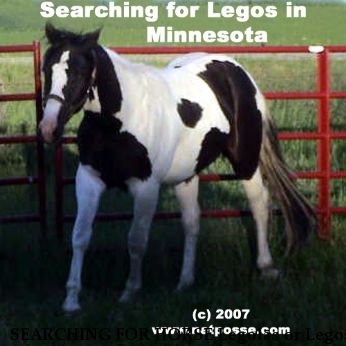 SEARCHING FOR HORSE Legolas or Legos, Ole Versarys Doll Near Ceylon, MN, 56121