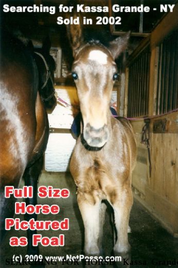 SEARCHING FOR HORSE  Kassa Grande, Near Saratoga, NY, 00000