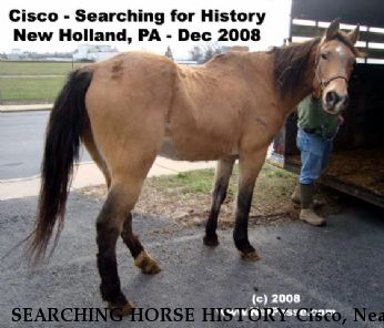 SEARCHING HORSE HISTORY Cisco, Near New Holland, PA, 17757