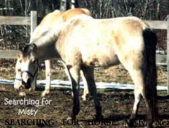 SEARCHING FOR HORSE Misty, Near Ebensburg, PA, 00000