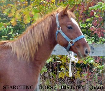 SEARCHING HORSE HISTORY Quarter Horse Colt , Near New Holland, PA, 17557