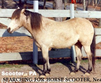 SEARCHING FOR HORSE SCOOTER, Near Gettysburg , PA, 17325