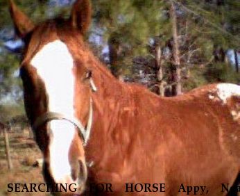 SEARCHING FOR HORSE Appy, Near Summerville (near Charleston), SC, 00000