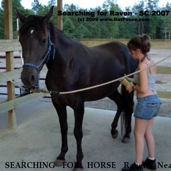 SEARCHING FOR HORSE Raven, Near Jamestown, SC, 00000