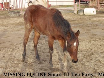 MISSING EQUINE Smart Lil Tea Party - Mia RECOVERED Near Porterville, CA, 93257