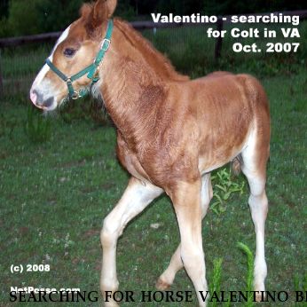 SEARCHING FOR HORSE VALENTINO BF, Near Lawrenceville, VA, 00000