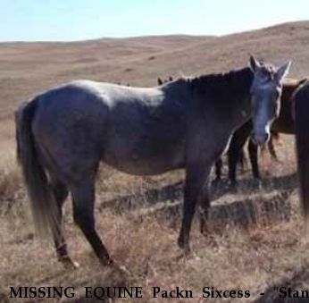 MISSING EQUINE Packn Sixcess - "Stan", Near Ramona, CA, 92065