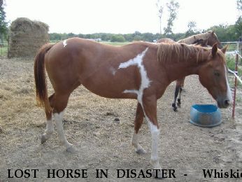 LOST HORSE IN DISASTER -  Whiskie, Near Bartlesville, OK, 74003