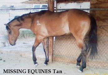 MISSING EQUINES Tan & Mystic, Near Carbon, IN, 47837