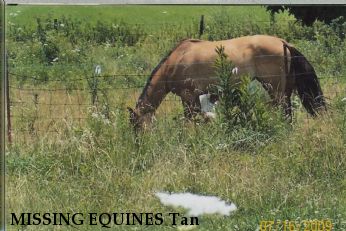 MISSING EQUINES Tan & Mystic, Near Carbon, IN, 47837