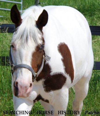 SEARCHING HORSE HISTORY Patches, Near New Haven , MI, 48048