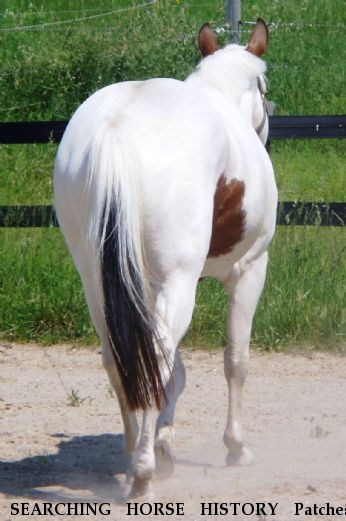 SEARCHING HORSE HISTORY Patches, Near New Haven , MI, 48048