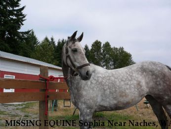 MISSING EQUINE Sophia Near Naches, WA, 00000