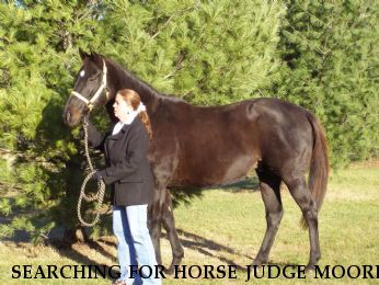 SEARCHING FOR HORSE JUDGE MOORE, (SHADOW) Near Frankfort, IN, 46041