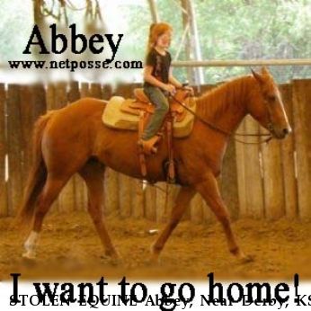 STOLEN EQUINE Abbey, Near Derby, KS, 67037