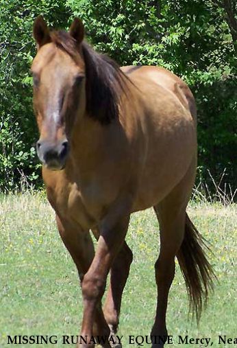 MISSING RUNAWAY EQUINE Mercy, Near Huntly, VA, 22601