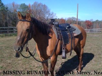 MISSING RUNAWAY EQUINE Mercy, Near Huntly, VA, 22601