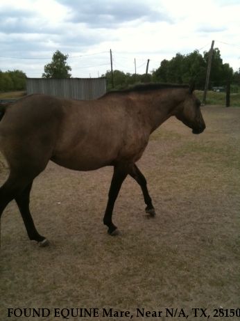 FOUND EQUINE Mare, Near N/A, TX, 28150