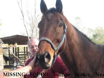 MISSING EQUINE Infinite Justice, Near Ludowici, GA, 31316