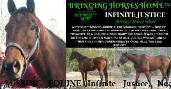 MISSING EQUINE Infinite Justice, Near Ludowici, GA, 31316