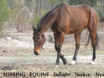 MISSING EQUINE Infinite Justice, Near Ludowici, GA, 31316