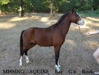 MISSING EQUINE Bar G`s Rock E Fashionable Ladys Esquire, Near lewisville, AR, 71845