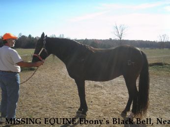 MISSING EQUINE Ebony`s Black Bell, Near Ash Grove, MO, 65604