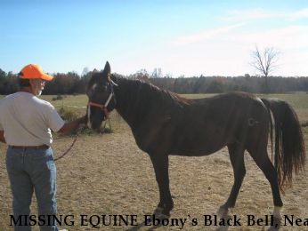 MISSING EQUINE Ebony`s Black Bell, Near Ash Grove, MO, 65604