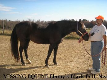 MISSING EQUINE Ebony`s Black Bell, Near Ash Grove, MO, 65604