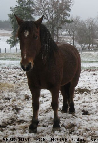 SEARCHING FOR HORSE Gator, Near carrollton, GA, 30116