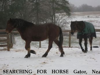 SEARCHING FOR HORSE Gator, Near carrollton, GA, 30116