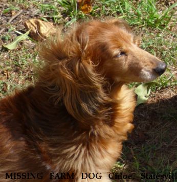 MISSING FARM DOG Chloe, Statesville Near Statesville, NC, 28625