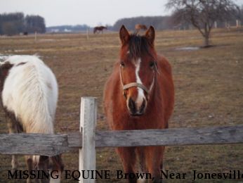 MISSING EQUINE Brown, Near Jonesville, MI, 49250