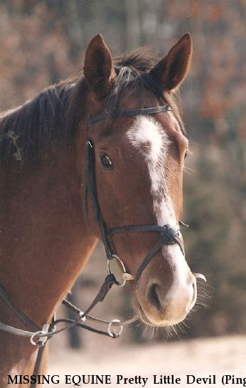 MISSING EQUINE Pretty Little Devil (Ping) and Jake, Near Oak Hall, VA, 23416