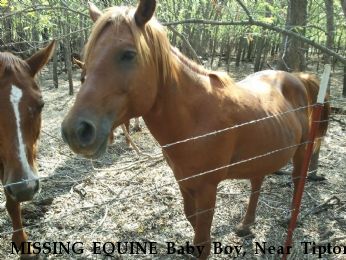 MISSING EQUINE Baby Boy, Near Tipton, OK, 73570