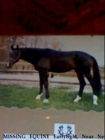 MISSING EQUINE Earlylight, Near New Kensington, PA, 00000