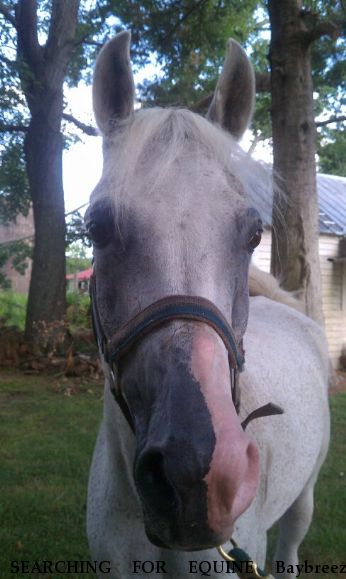 SEARCHING FOR EQUINE Baybreeze Vanity, Near Windsor, VA, 23487