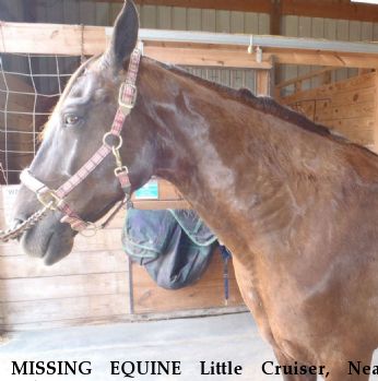 MISSING EQUINE Little Cruiser, Near Selma, NC, 27576